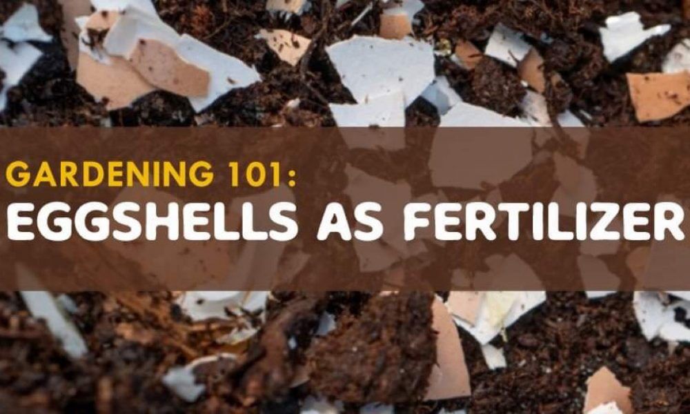 1000px x 600px - Gardening 101: Eggshells as Fertilizer â€“ PanahonTV